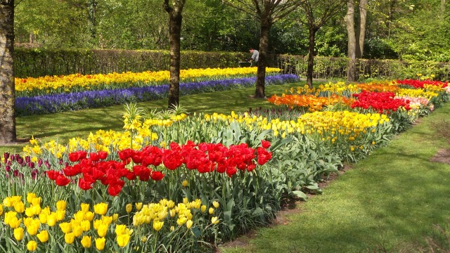 2014-04-17 Holland Tulips 22.jpg